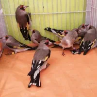 سهره سقا ماده و نر|پرنده|کرمان, |دیوار