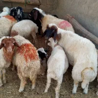 بره چاق میش بز و بزغاله