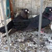 سیاه نامبر|پرنده|بندر گناوه, |دیوار