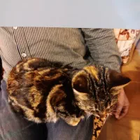 واگذاری گربه ماده|گربه|کرج, مهرویلا شمالی|دیوار