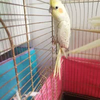 عروس هلندی|پرنده|بافت, |دیوار