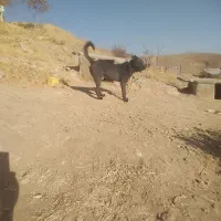 یک سگ خوب و باهوش  برای نگهبانی