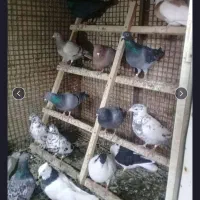 کبوتر بغدادی آلمانی مسافتی