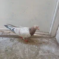 سرور کله هما عتیقه