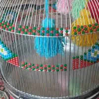 قفس طرقه