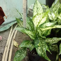 گل طبیعی آگلونما برفی گلدون ۱۴|گل و گیاه طبیعی|زرگرشهر, |دیوار