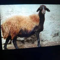 یک عدد میش خوش قیمت