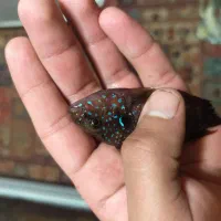 ماهی اکواریوم فروش فوری|ماهی|کرمان, |دیوار