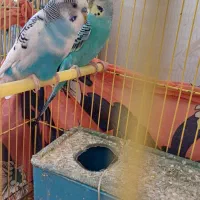 مرغ عشق|پرنده|بهبهان, |دیوار