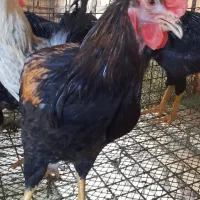 خروس بومی روستا