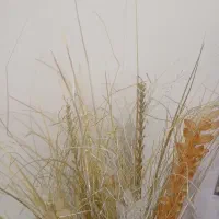 بادام درختی تازه