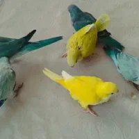 جوجه راهب