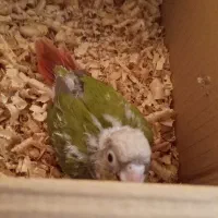 فروش انواع نژاد عروس هلندی