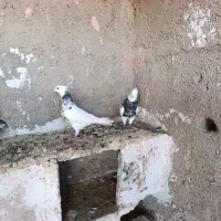 کبوتر طوقی سینه|پرنده|مرودشت, کناره|دیوار