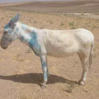 واگذاری انواع الاغ