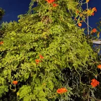 خونه مبله ویلایی شیک و دل باز گلدشت حافظ|اجارهٔ کوتاهمدت آپارتمان و سوئیت|شیراز, شهرک بهشتی|دیوار