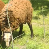 یک راس بره نر جوان