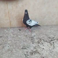 یک کبوتر سینه سیاه نر