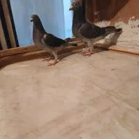 دوجفت عتیقه