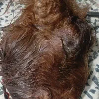 تمیز کردن کله پاچه
