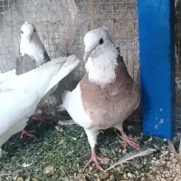 کبوتر .زاغ.طوقی.صرب|پرنده|اسیر, |دیوار