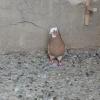 طوق زرد نر|پرنده|مرودشت, رودبال|دیوار