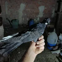 گرفتنی اهلی