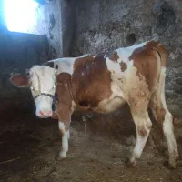 شنگل سمیتال یک ساله