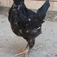 جوجه خروس گلین