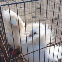 کبوتر شامپیون|پرنده|ارومیه, |دیوار