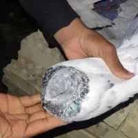 کبوتر پرنده