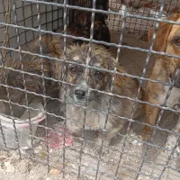 واگذاری سگ پاکوتاه روباهی