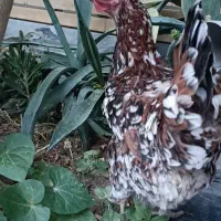 مرغ و خروس گلین