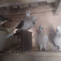 کفتر|پرنده|یزدان شهر, |دیوار