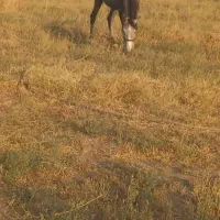 مادیان ۵ساله نژاد کرد یورقه|اسب و تجهیزات اسب‌سواری|قزوین, |دیوار