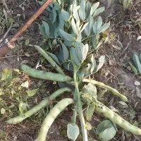 بذر باقلا باقله 7 بند شاخ بزی تضمینی|حراج|بروجرد, |دیوار