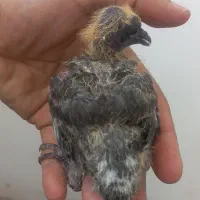 جوجه کبوتر
