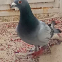 کفتر پلاکی|حیوانات|نهاوند, |دیوار