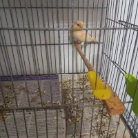 قناری موزایکی|پرنده|نوشین شهر, |دیوار