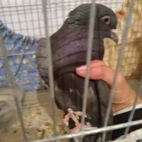 کبوتر|پرنده|زرقان, |دیوار