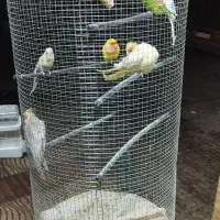 عروس،کوتوله،مرغعشق|پرنده|اردکان, |دیوار