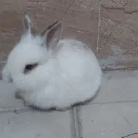 فروش خرگوش|موش و خرگوش|پیرانشهر, |دیوار