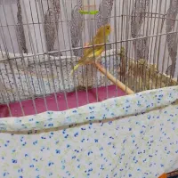 قناری نرجوان