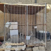 لوازم جانبی حیوانات