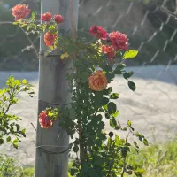 باغ-ملحمدره-اسداباد