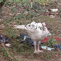 بوقلمون گوشتی ارگانیک|حیوانات مزرعه|گرگان, |دیوار