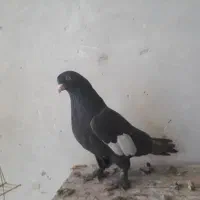 ماده سرک سرکه ای کاکل پیشونی