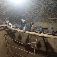 کبوتر آلمانی مسافتی