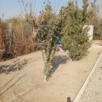 باغچه|فروش زمین و ملک کلنگی|چهاردانگه (تهران), |دیوار