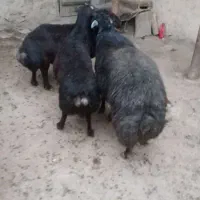 سه راس  گوسفند نرجوان خوش رنگ